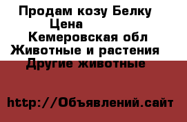 Продам козу Белку › Цена ­ 4 500 - Кемеровская обл. Животные и растения » Другие животные   